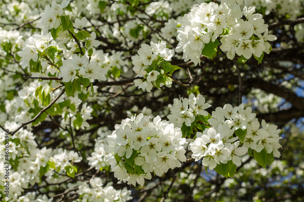 background from tree branches with white flowers. a pattern of branches and flowers. floral and natural background. background from tree branches with white flowers. a pattern of branches and flowers. floral and natural background.