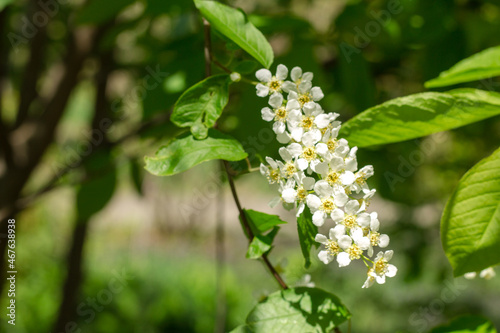 branches with white flowers. flowering bird cherry. beautiful flowers. green leaves.