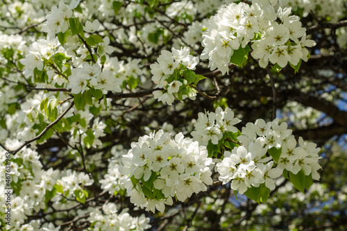 background from tree branches with white flowers. a pattern of branches and flowers. floral and natural background.