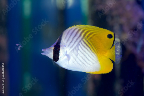 Bild auf Leinwand Auriga Butterflyfish, Chaetodon auriga, also known as the Threadfin Butterflyfis
