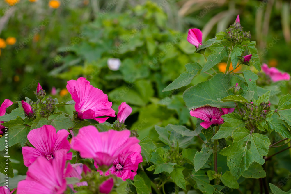 pink petunias among green leaves. flowers on a green background. blooming flower bed.