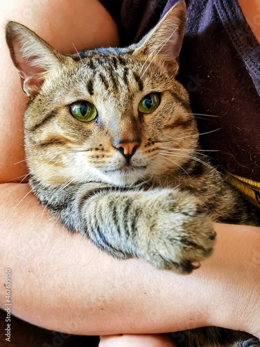 cat in hands