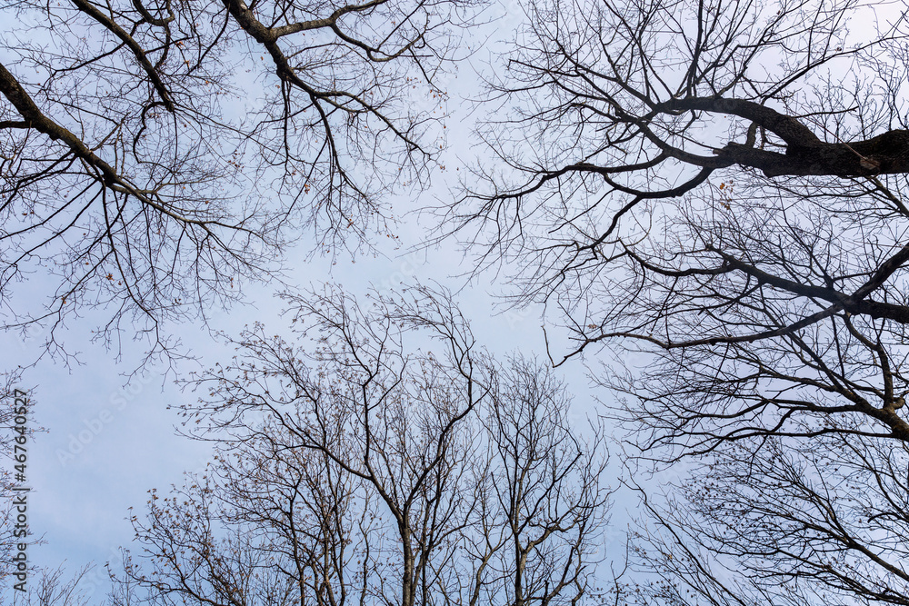 Bare branches of trees against a gloomy gray sky. Sadness and loneliness. Close-up. Bare branches of trees against a gloomy gray sky. Sadness and loneliness. Close-up.