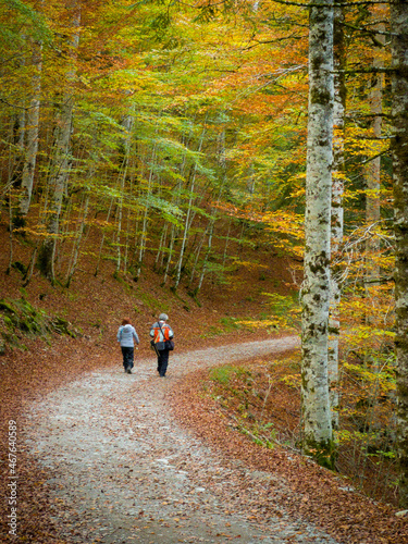 Quadro su tela Selva de Irati, Navarre