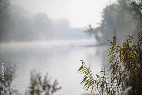 foggy morning at river mitterwasser nearby the danube in upper austria