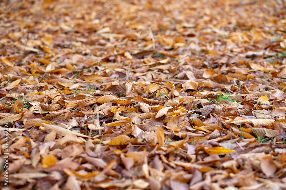 red colored autumn leaves on the ground as background red colored autumn leaves on the ground as background