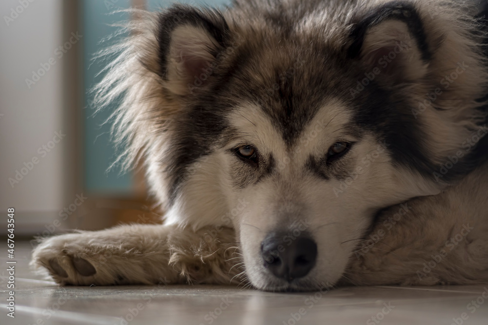 Cute Alaskan Malamute chilling indoors. Sweet face of a dog, dark brown eyes, lovely snout, funny fur. Selective focus on the details, blurred background. Cute Alaskan Malamute chilling indoors. Sweet face of a dog, dark brown eyes, lovely snout, funny fur. Selective focus on the details, blurred background.