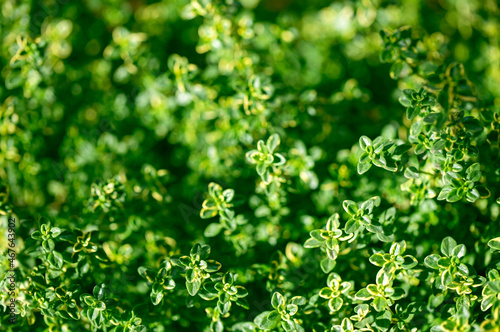 Fresh green Lemon Thyme plant, close up. Thyme herb (Thymus Citriodorus) growing. Green leaves background.