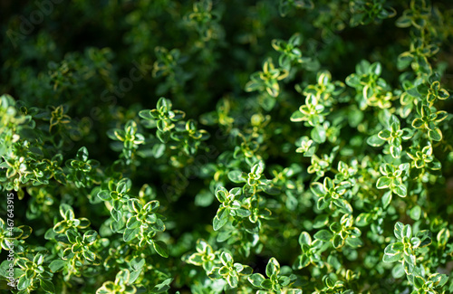 Fresh green Lemon Thyme plant  close up. Thyme herb  Thymus Citriodorus  growing. Green leaves background.