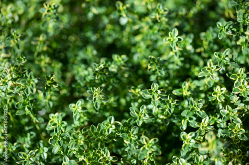 Fresh green Lemon Thyme plant, close up. Thyme herb (Thymus Citriodorus) growing. Green leaves background.