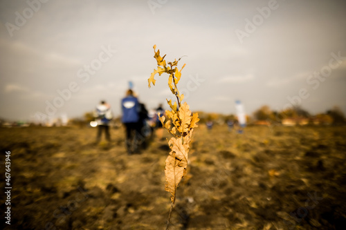 Shallow depth of field (selective focus) image with an oak sapling during an autumn tree planting.