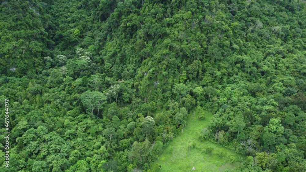 Forest landscape in the summer from above with straight movement.