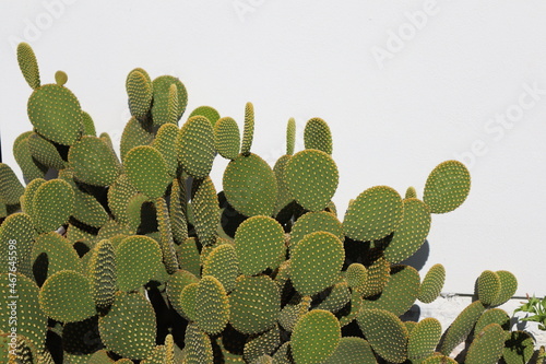 Green cactus on a white background postcard concept 