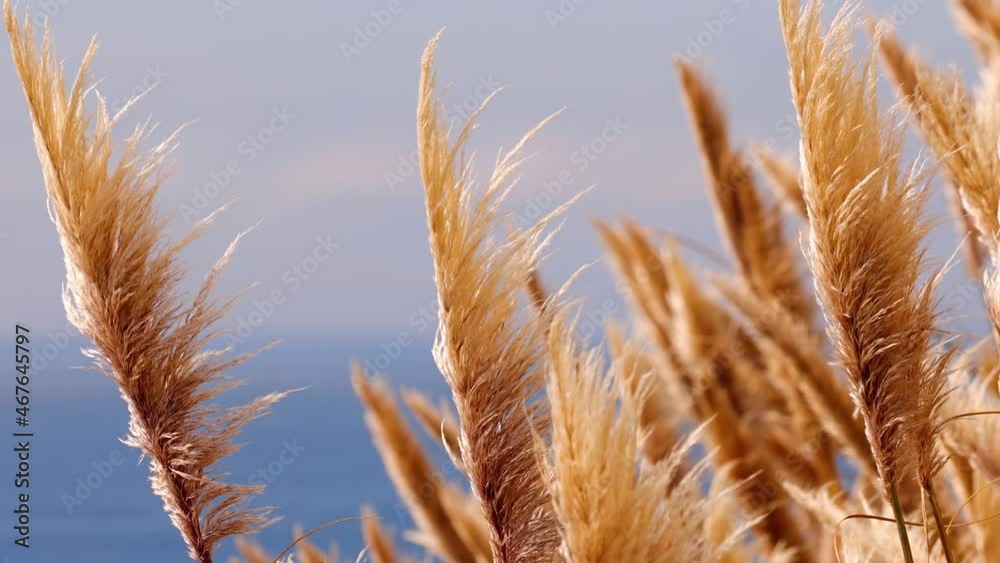 Beautiful slow motion background of Pampas Grass blowing in the breeze with the Pacific Ocean and coast of California near Big Sur in the background. Beautiful slow motion background of Pampas Grass blowing in the breeze with the Pacific Ocean and coast of California near Big Sur in the background.