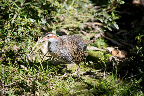 the buff banded rail is hiding amiongst the bushes
