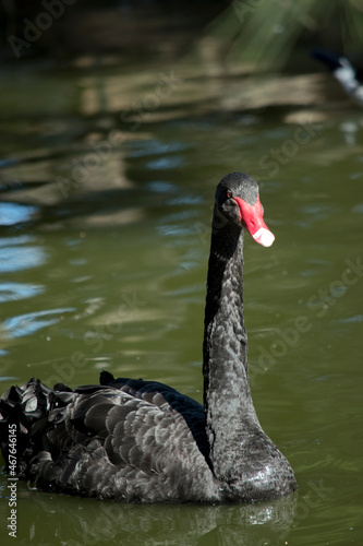 the black swan is swimming in the lake