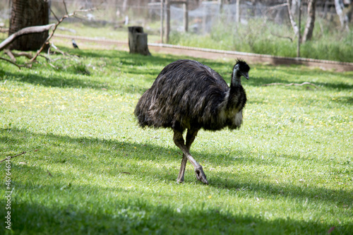 the australian emu is a tall bird that cannot fly