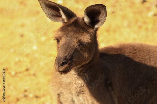 kangaroo and baby