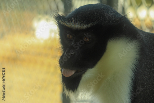 close up of a tamarin