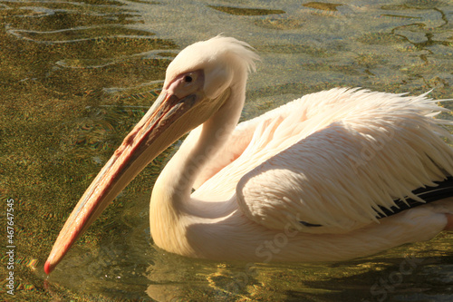 pelican on the beach
