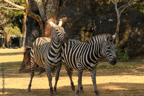 zebra in the zoo