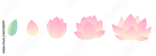 蓮の花のイラスト　蕾から開花までの成長過程セット

