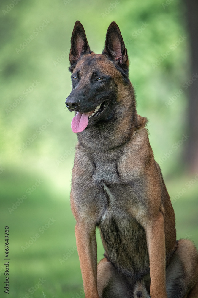 Portrait of a beautiful purebred Belgian Shepherd Malinois on a summer field. Portrait of a beautiful purebred Belgian Shepherd Malinois on a summer field.