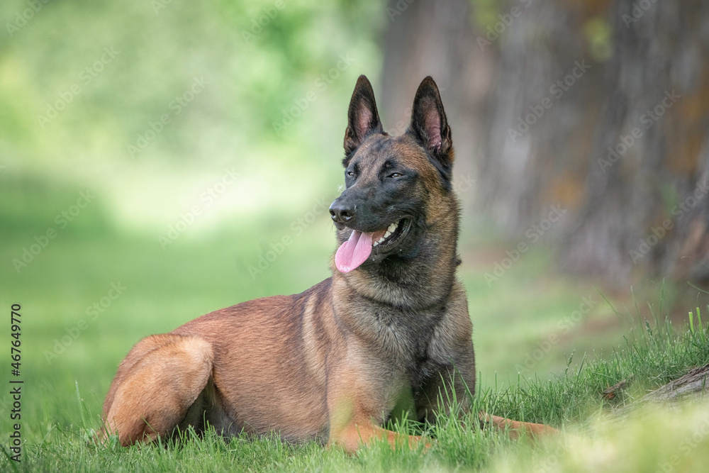 Portrait of a beautiful purebred Belgian Shepherd Malinois on a summer field. Portrait of a beautiful purebred Belgian Shepherd Malinois on a summer field.