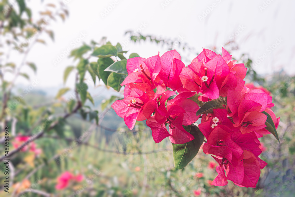 Beautiful Close-up bush Bougenville flower  with branches in the garden bright colors blurry background.
Bougenville are also called paper flowers, The color of the flower sheath on plant varies