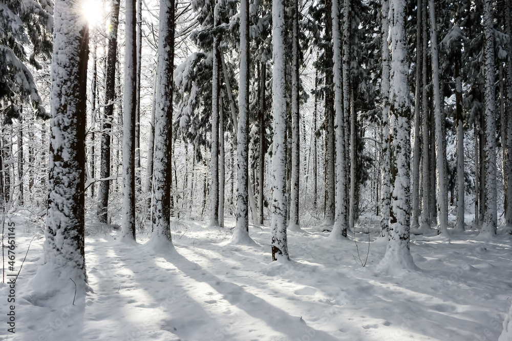雪に覆われた樹木