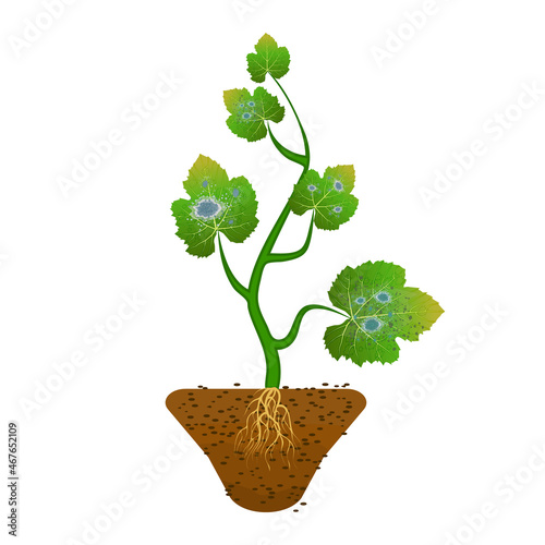 Plant leaves infected by mold isolated on white background. Mildew spots on the leaves.Herb affected by the disease.Green leaf damaged by fungi pathogen.Powdery mildew of vegetable.Vector illustration photo