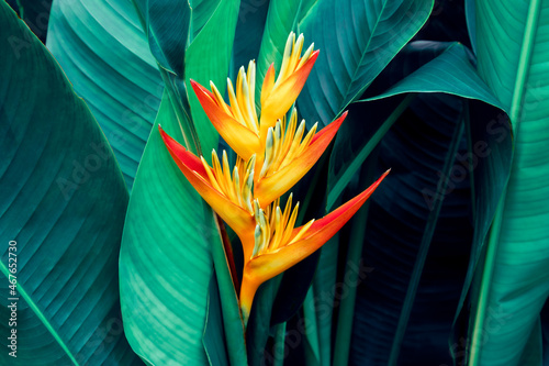 Colorful flower with dark green leaf texture background