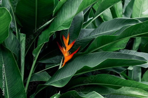 colorful with dark green leaf in tropical jungle nature background
