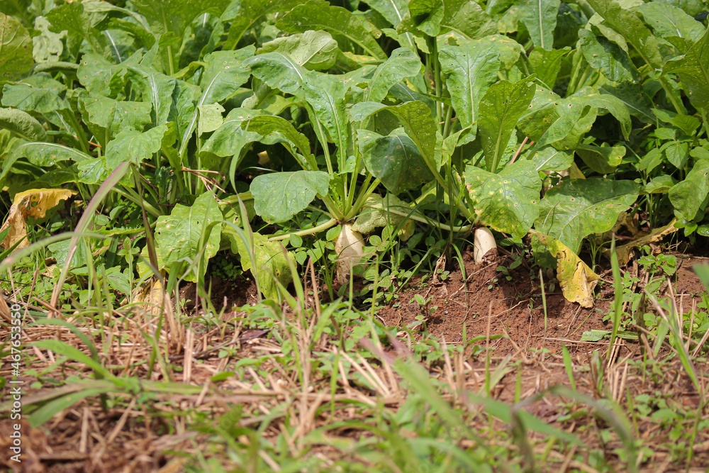 Turnips on the ground ready to be harvested. Turnips on the ground ready to be harvested.