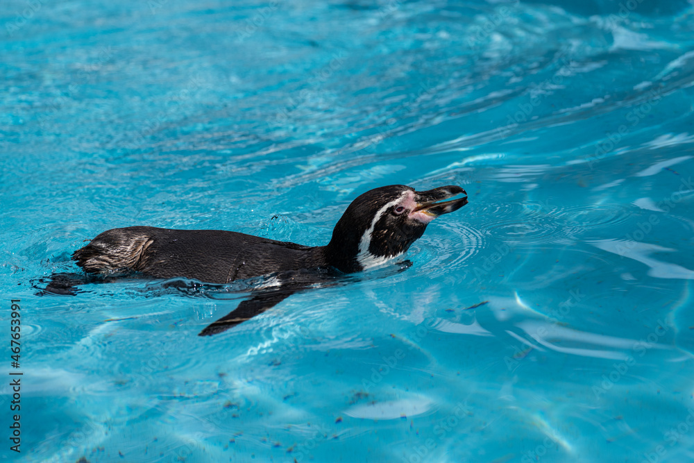 Naklejka premium 泳ぐペンギン