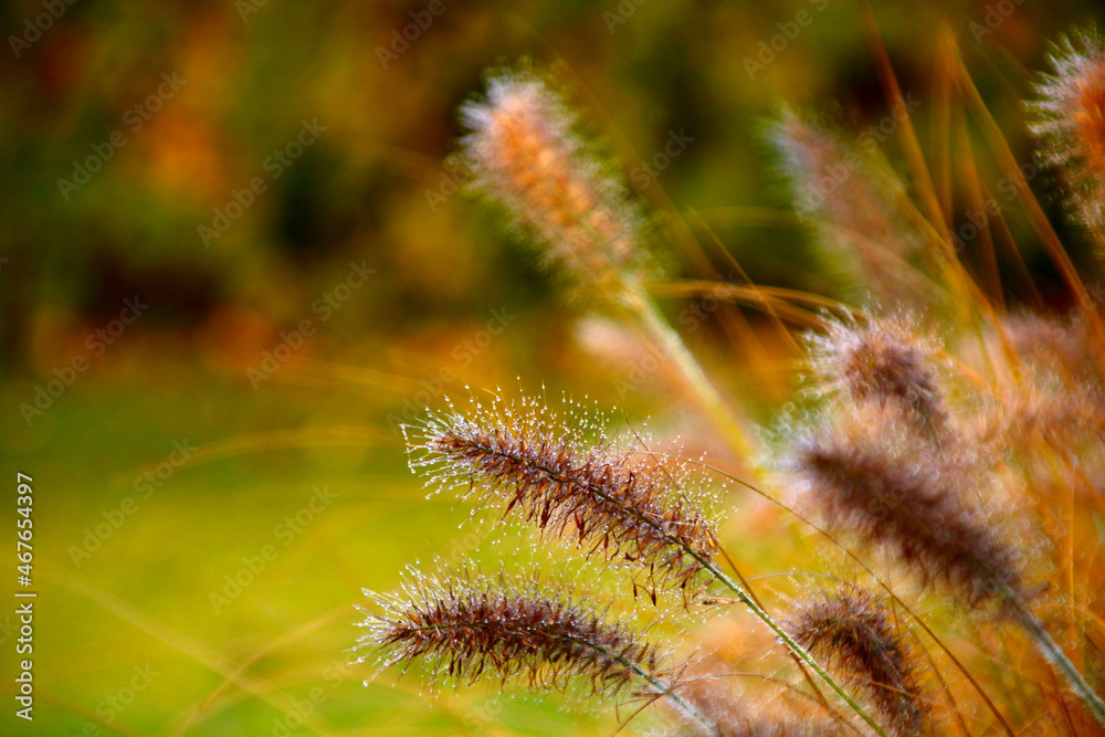 grashalme im herbst grashalme im herbst