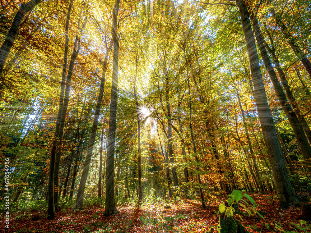 Obraz premium Sunbeams through the Forest trees during Bavarian Autumn 