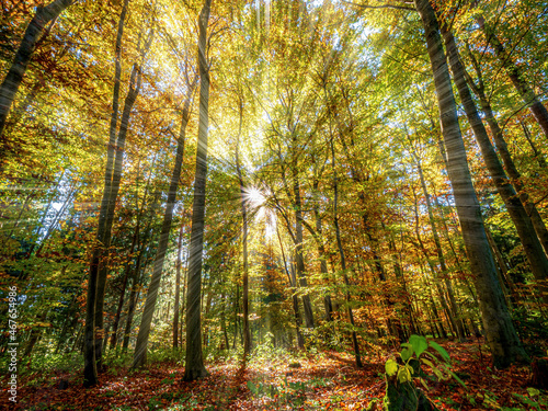 Sunbeams through the Forest trees during Bavarian Autumn 
