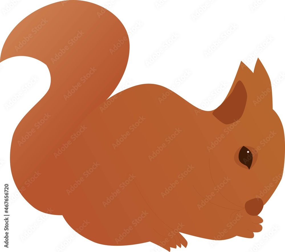 Illustration of a squirrel on a white background. Orange, brown squirrel, wild life image, wild animals, ready to use, eps. For your design