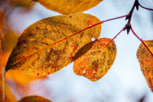 Colorful golden atumn leaves during fall season, orange and yellow leaves in the tree with bokeh on the background