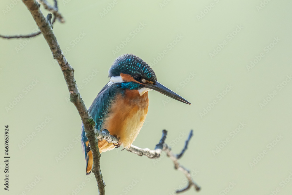 Fototapeta premium Male common Kingfisher (Alcedo atthis) perching on a tree branch with green background.