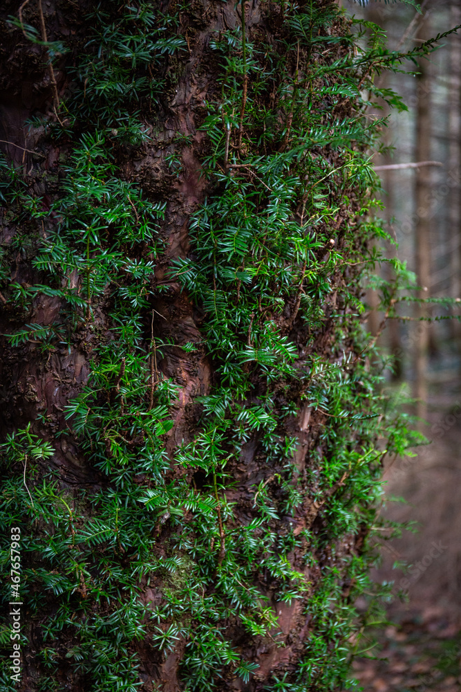Spaziergang im Paterzeller Eibenwald