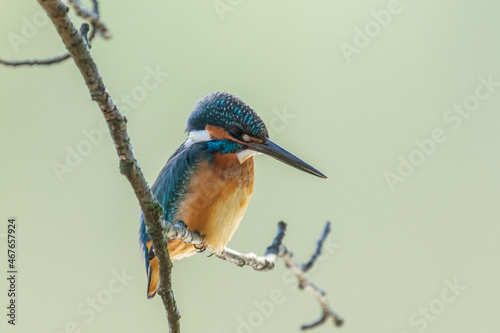 Male common Kingfisher (Alcedo atthis) perching on a tree branch with green background.