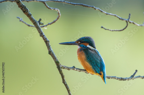 Male common Kingfisher (Alcedo atthis) facing left and perching on a tree branch with green background.