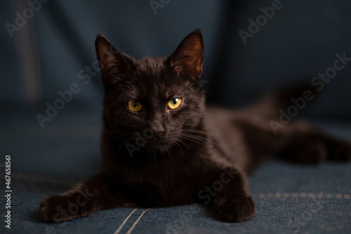 domestic handsome serious kitten with yellow eyes lies and plays on the blue sofa