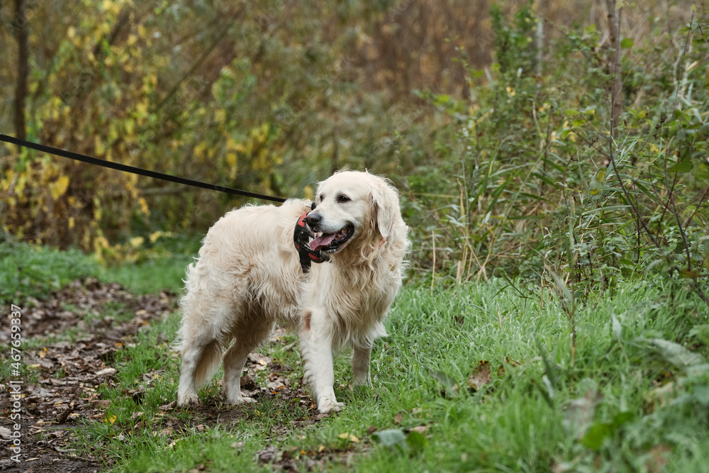 golden retriever dog on a dark winter day with led lights and a fluo harnass for safety in the woods / forest (optimal visibility)