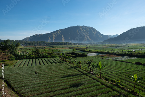 Lombok rice field landscape