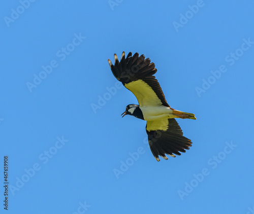 northern lapwing (Vanellus vanellus) bird in flight on blue sky photo