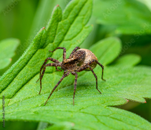spotted wolf spider (Pardosa amentata) female carrying egg sac