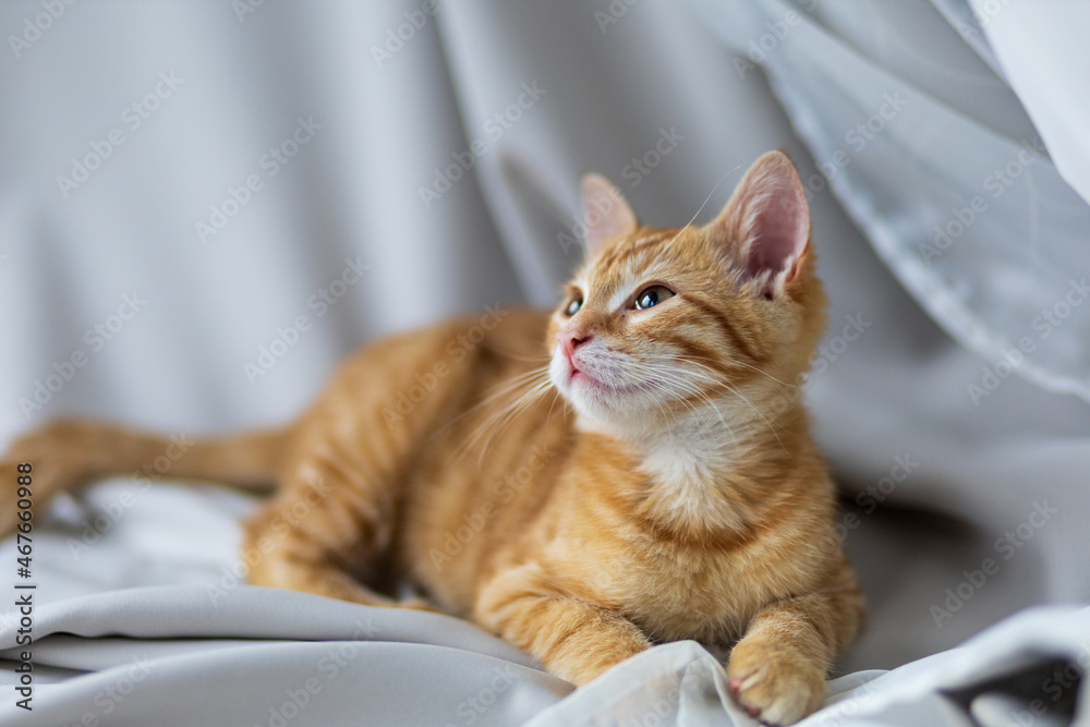 Smiling red cat Smiling red cat